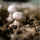 white button mushrooms growing at farm in France
